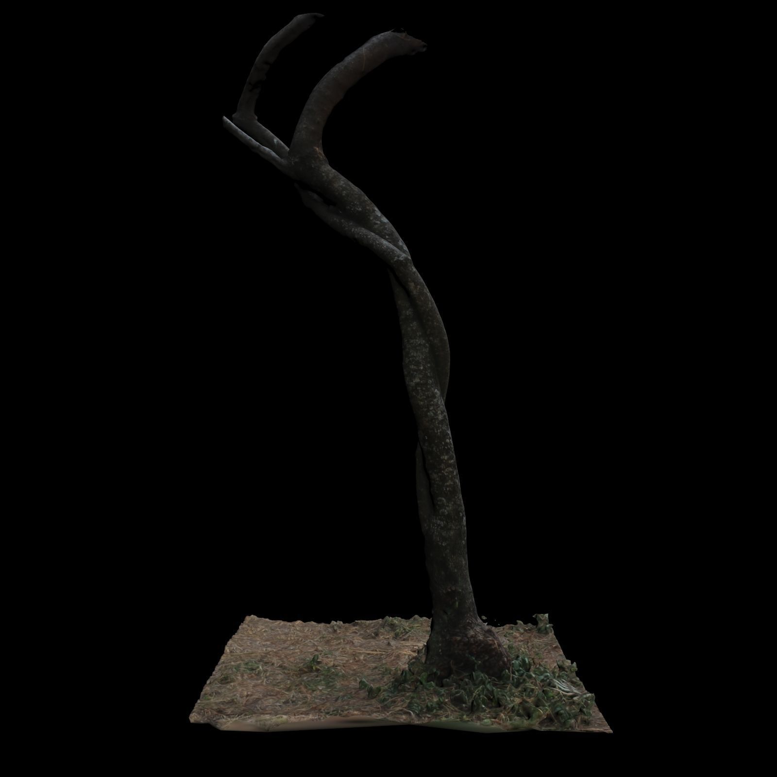 Tree M 3D model_2