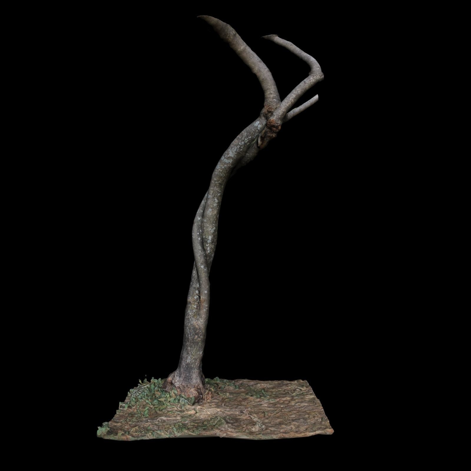 Tree M 3D model_4
