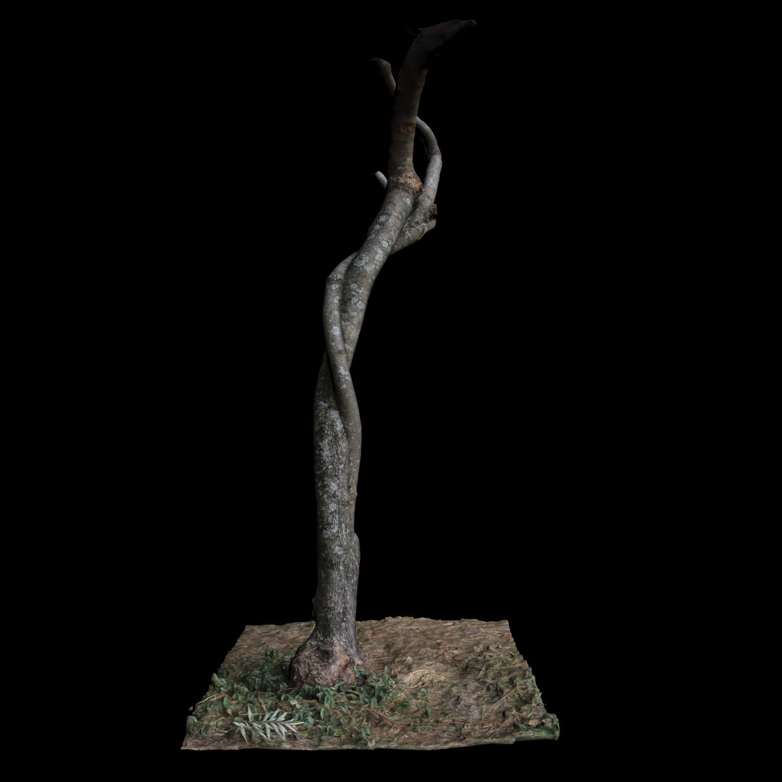 Tree M 3D model_3