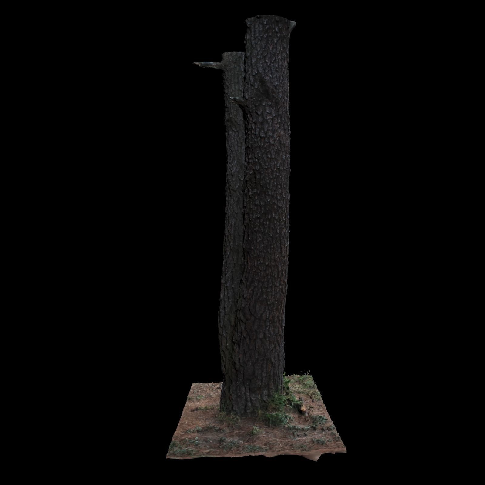 Tree N 3D model_4