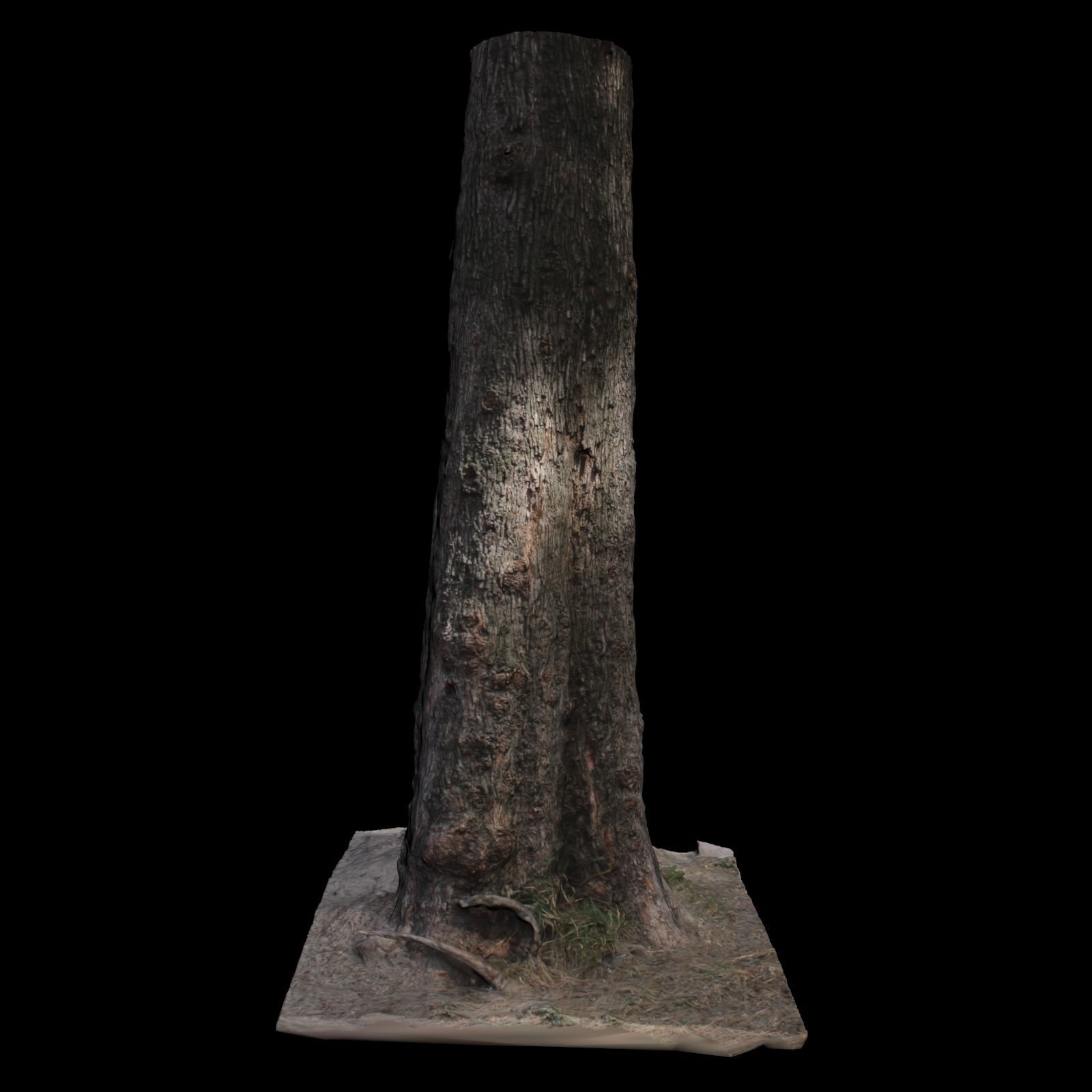 Tree S stump 3D model_2