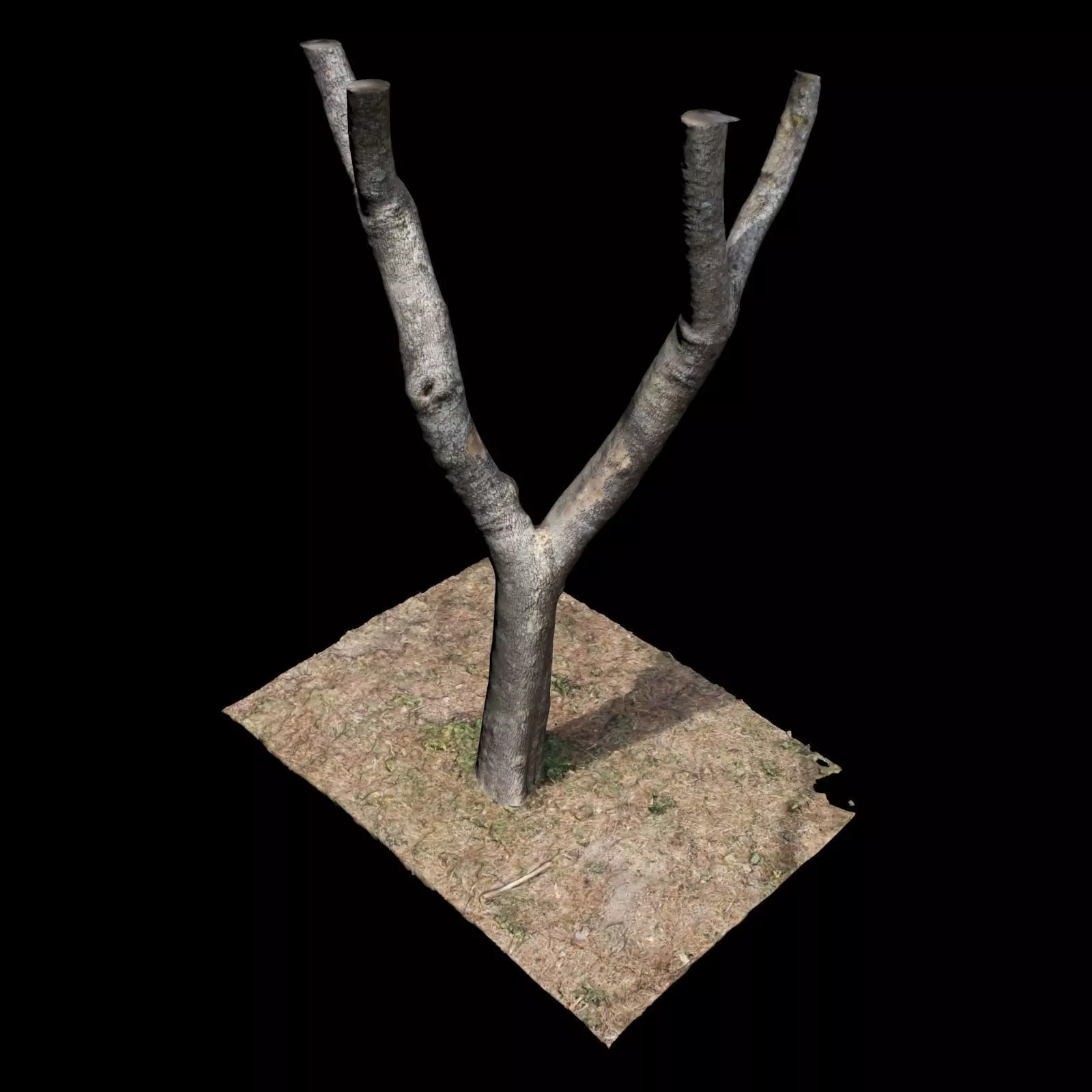 Tree T with branches on top 3D model_0