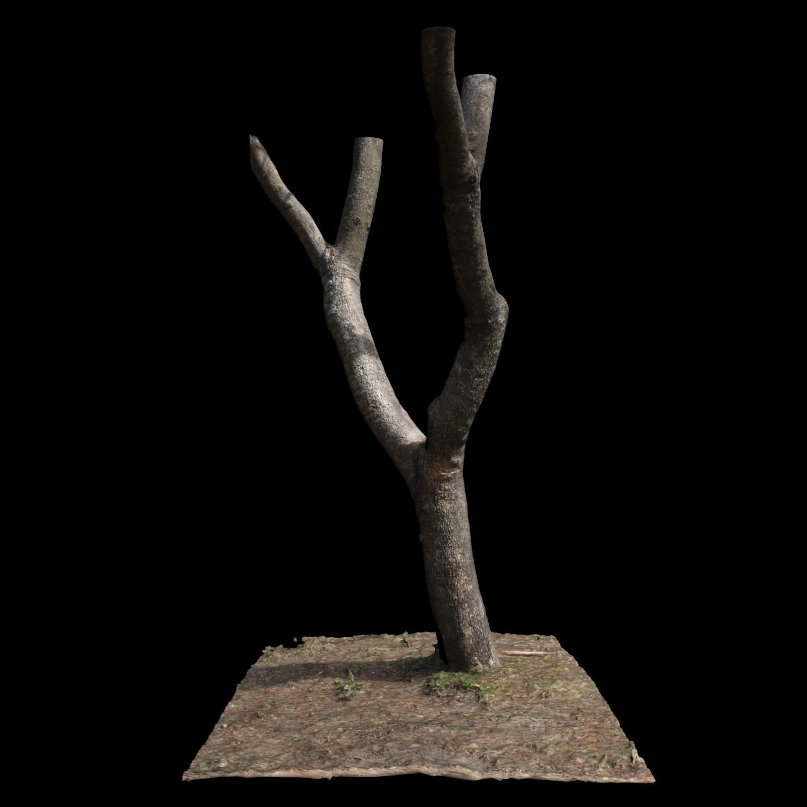 Tree T with branches on top 3D model_5