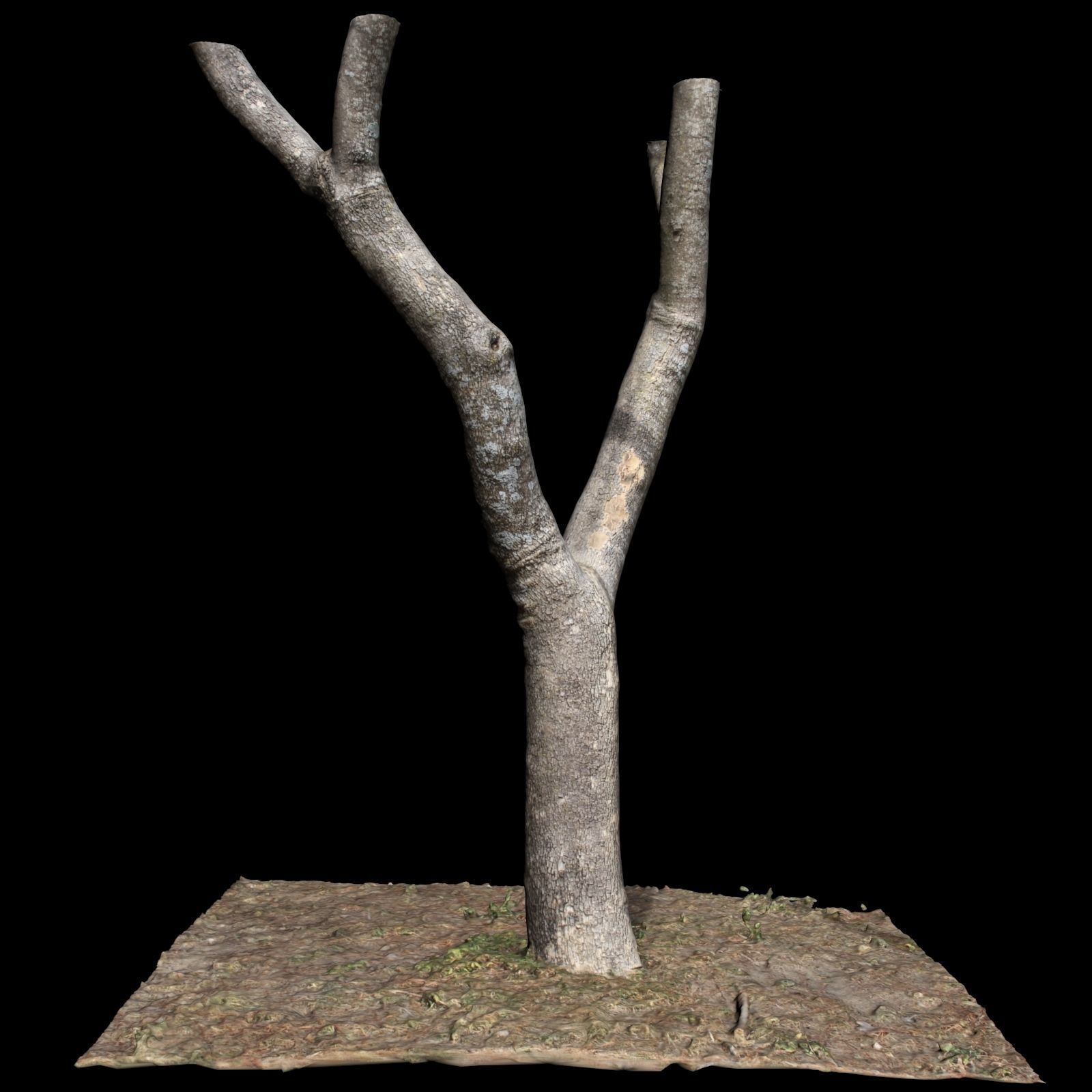 Tree T with branches on top 3D model_2
