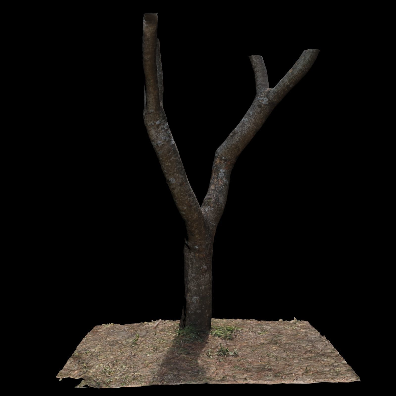 Tree T with branches on top 3D model_4