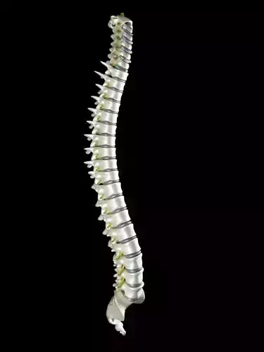 Spinal Cord 3D model 3D model