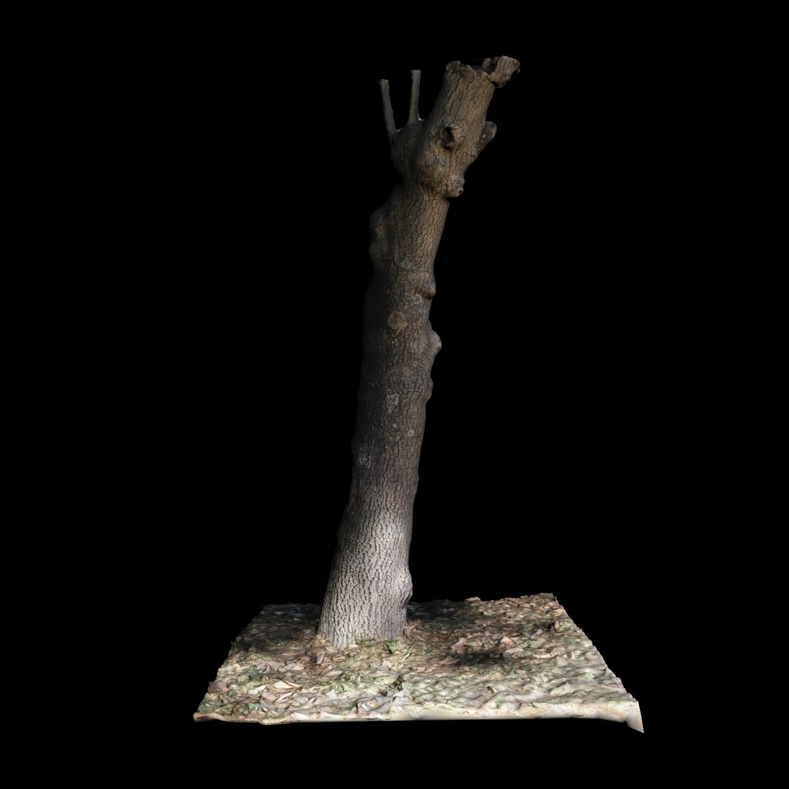 Tree X 3D model_5