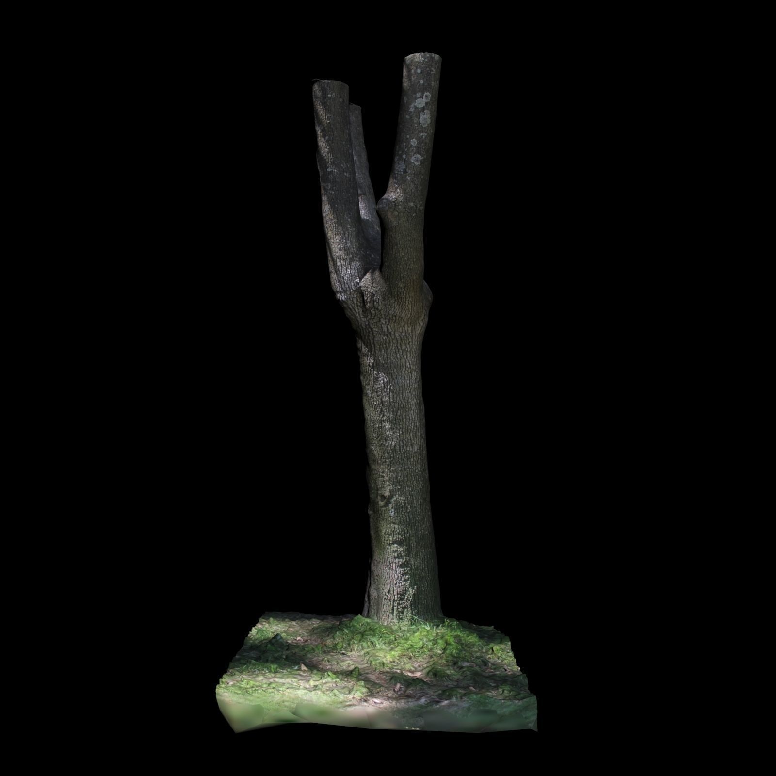 Tree Y 3D model_2