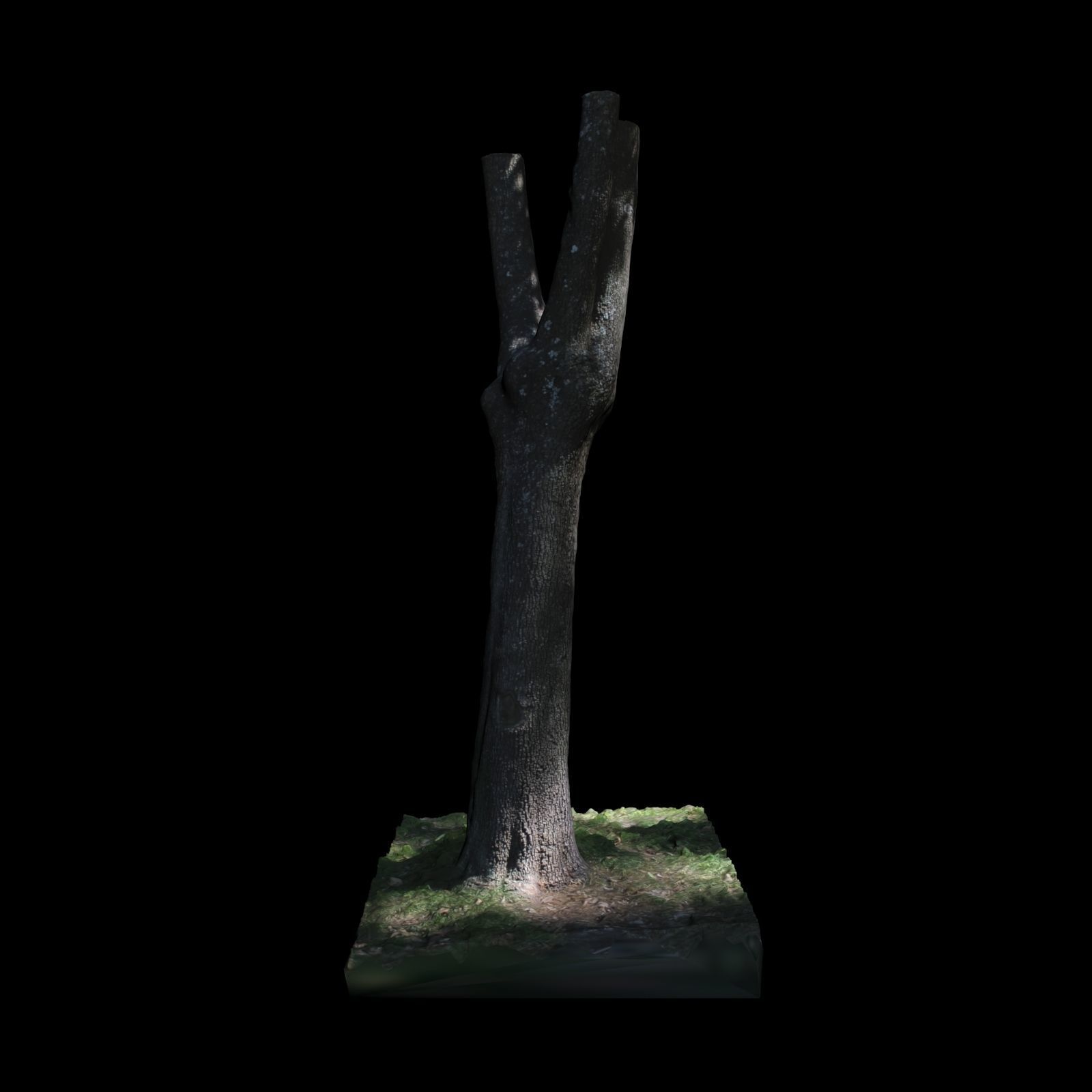 Tree Y 3D model_4