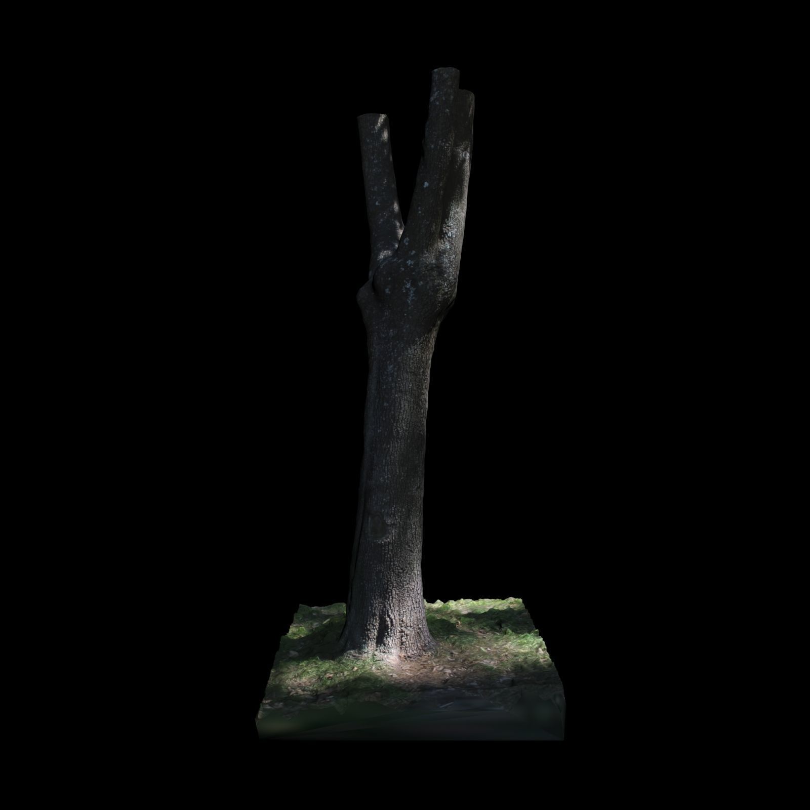 Tree Y 3D model_5
