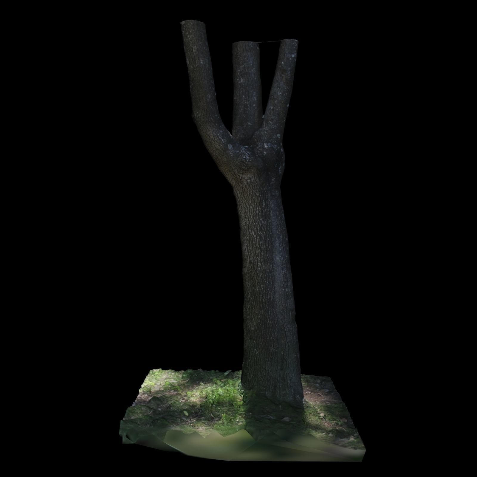 Tree Y 3D model_3