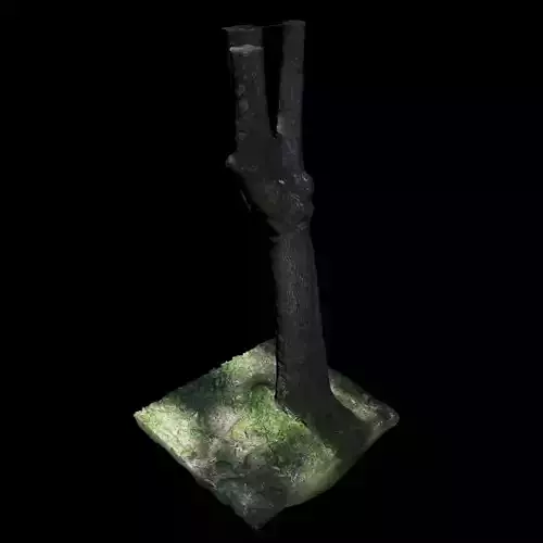 Tree Y 3D model