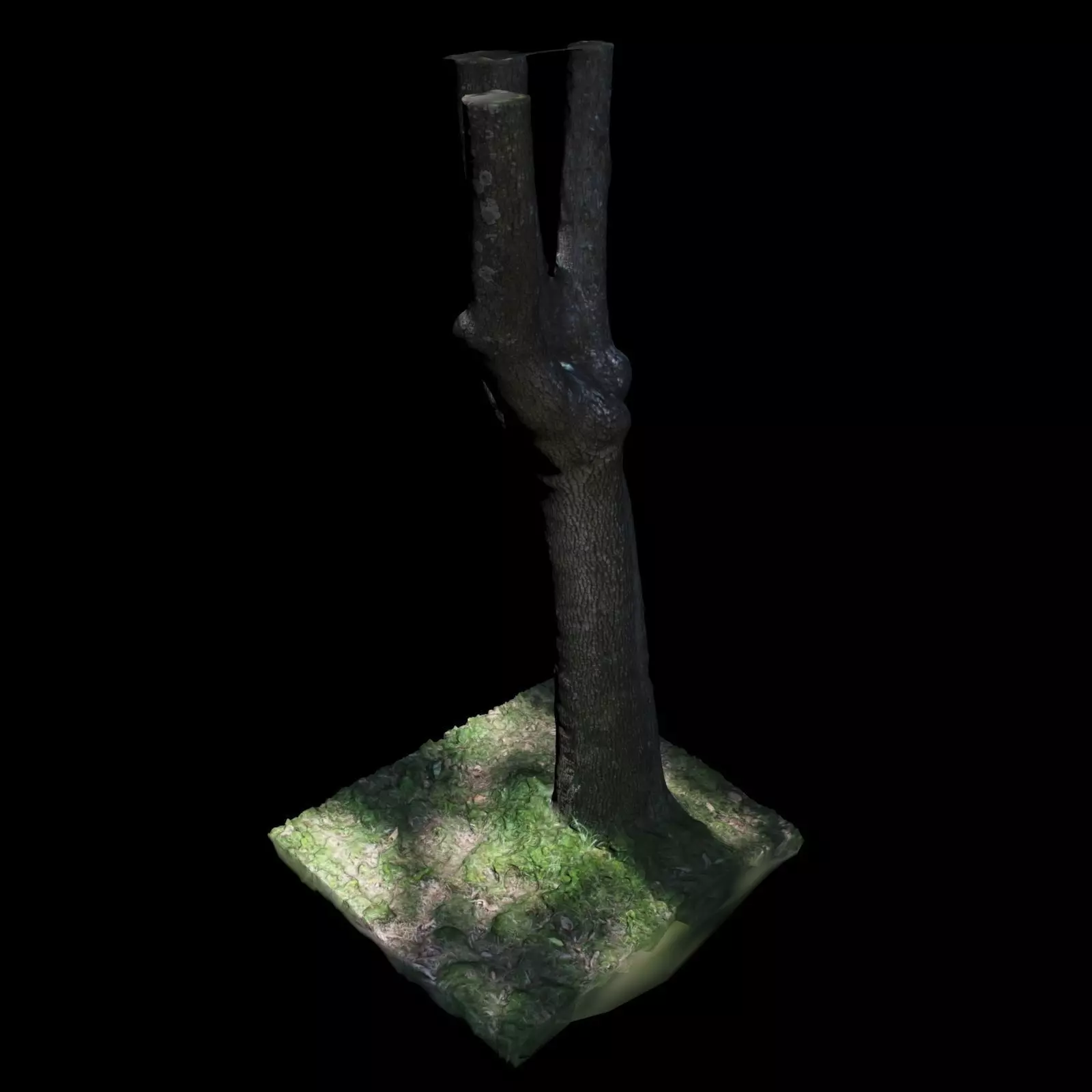 Tree Y 3D model_0
