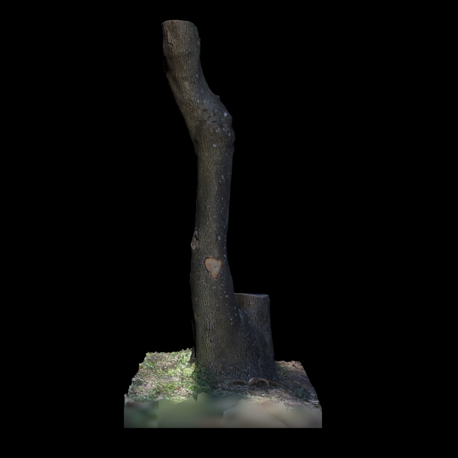 Tree Z stump 3D model_5