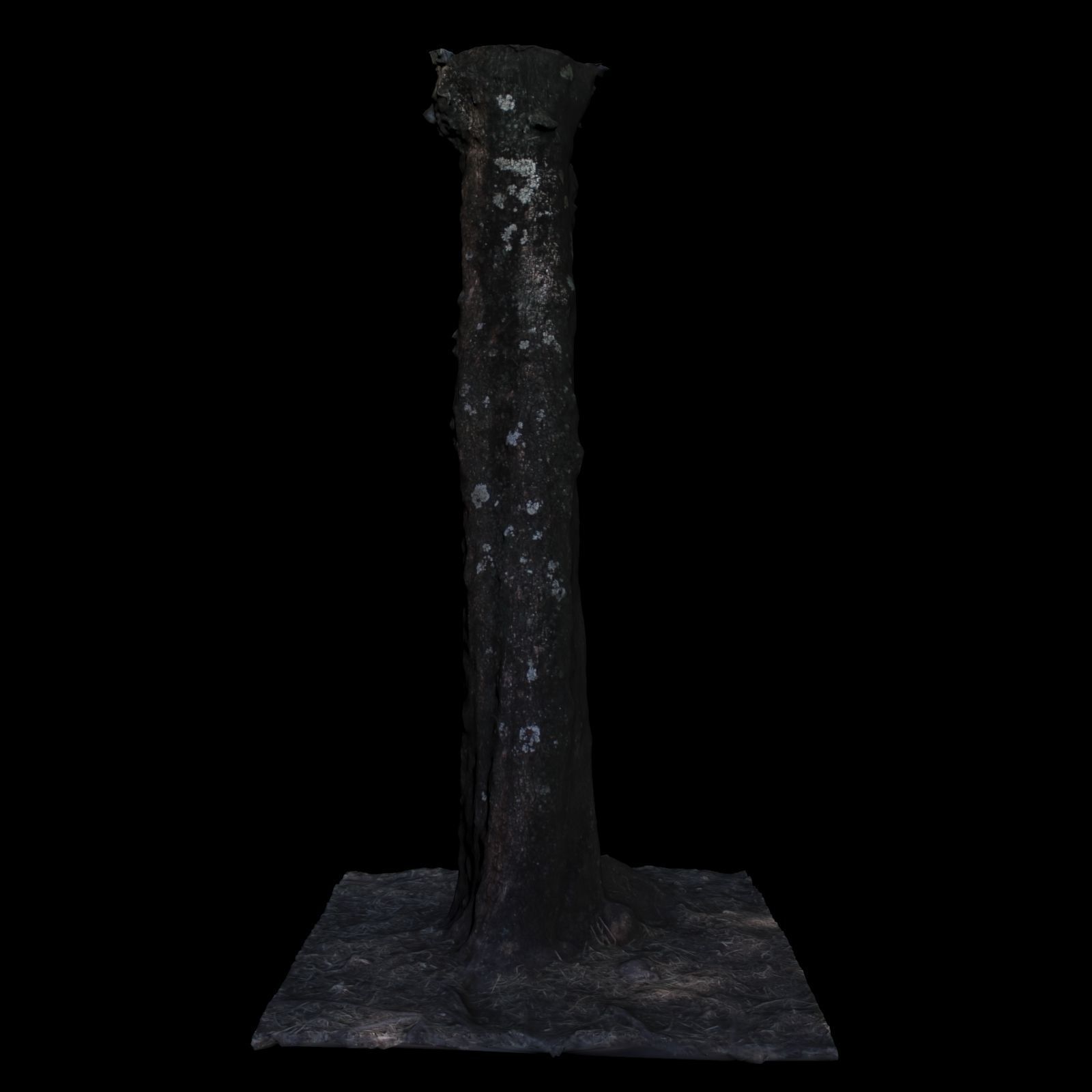 Tree 2 stump 3D model_2