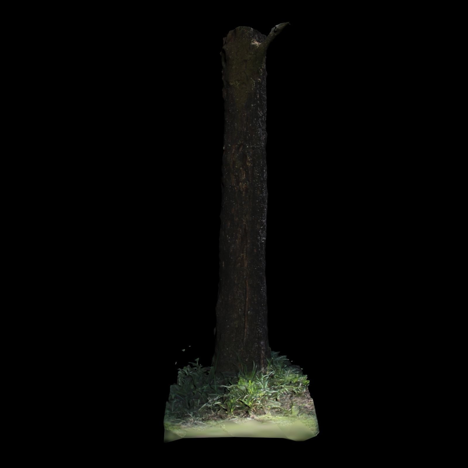 Tree 3 in forest 3D model_3