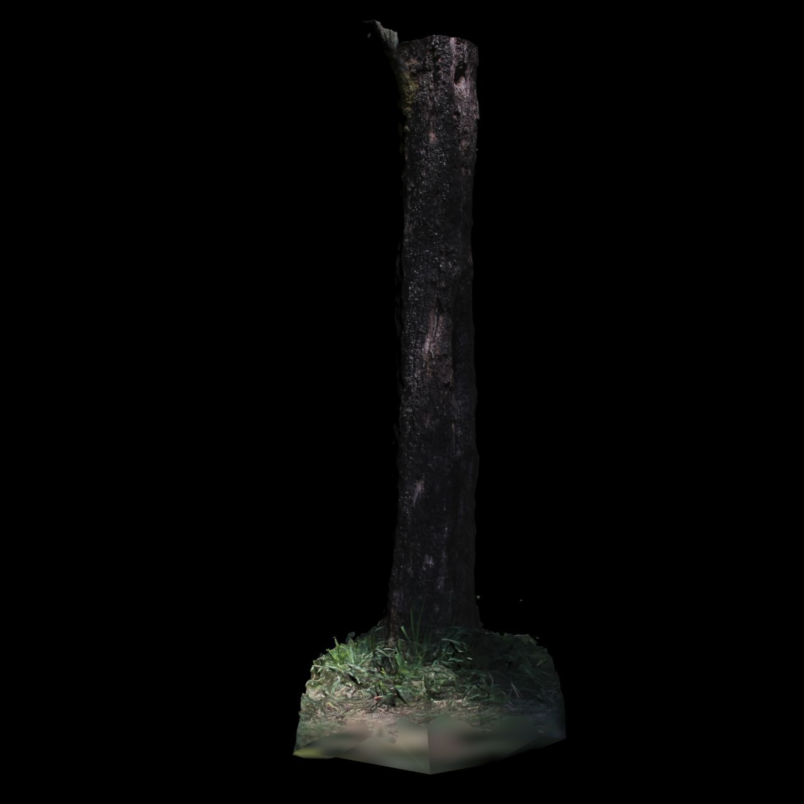 Tree 3 in forest 3D model_4