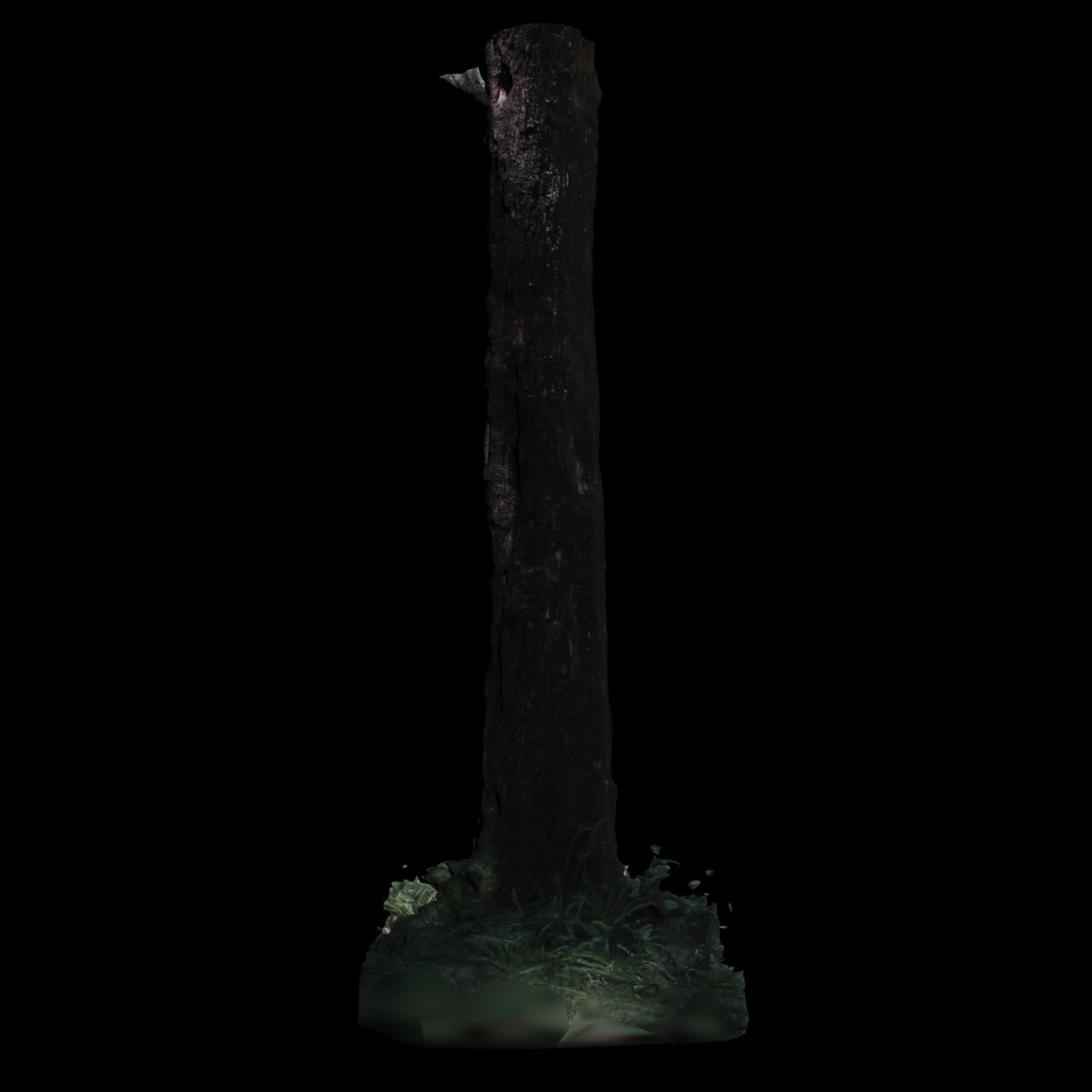 Tree 3 in forest 3D model_5