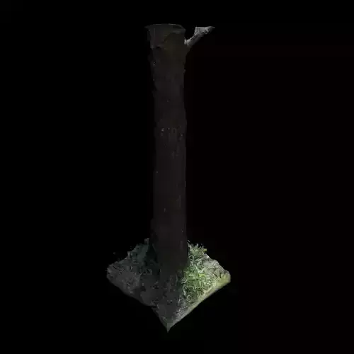 Tree 3 in forest 3D model