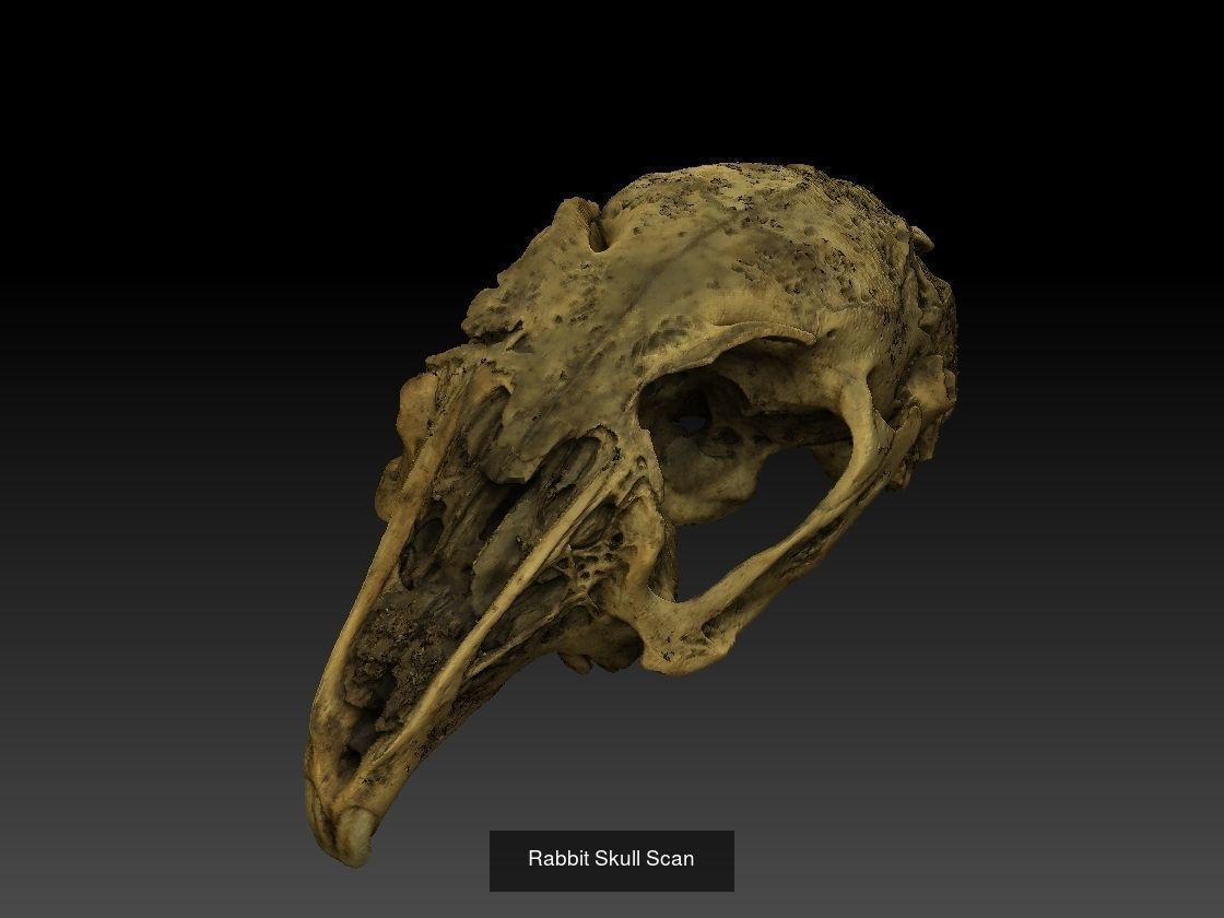 Animal Skull Collection _3