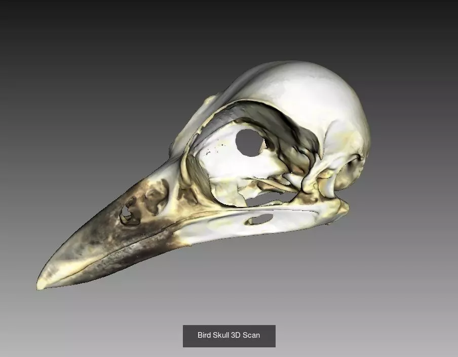 Animal Skull Collection _0