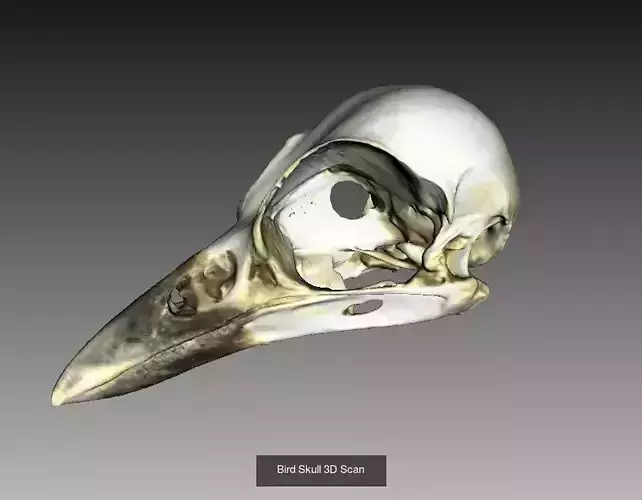 Animal Skull Collection 