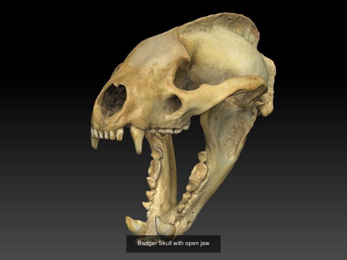 Animal Skull Collection _6