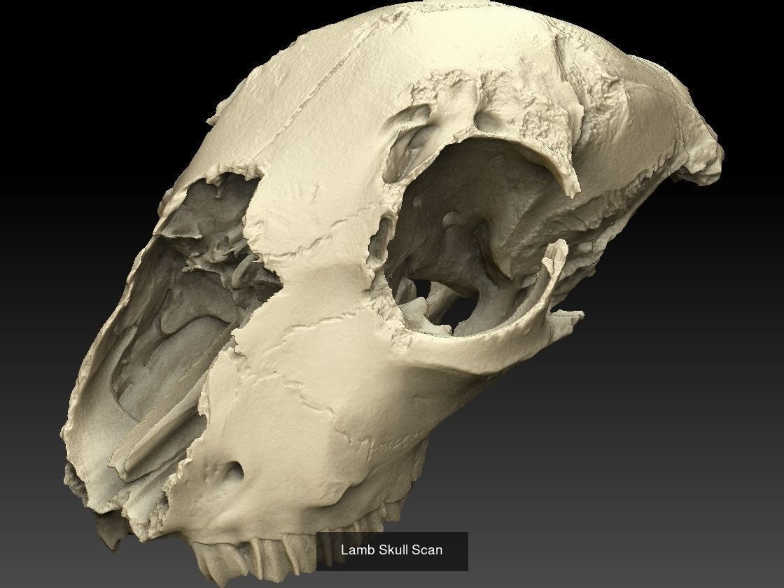 Animal Skull Collection _1