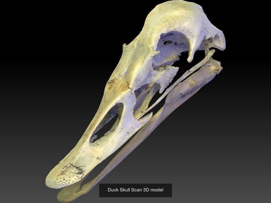 Animal Skull Collection _4