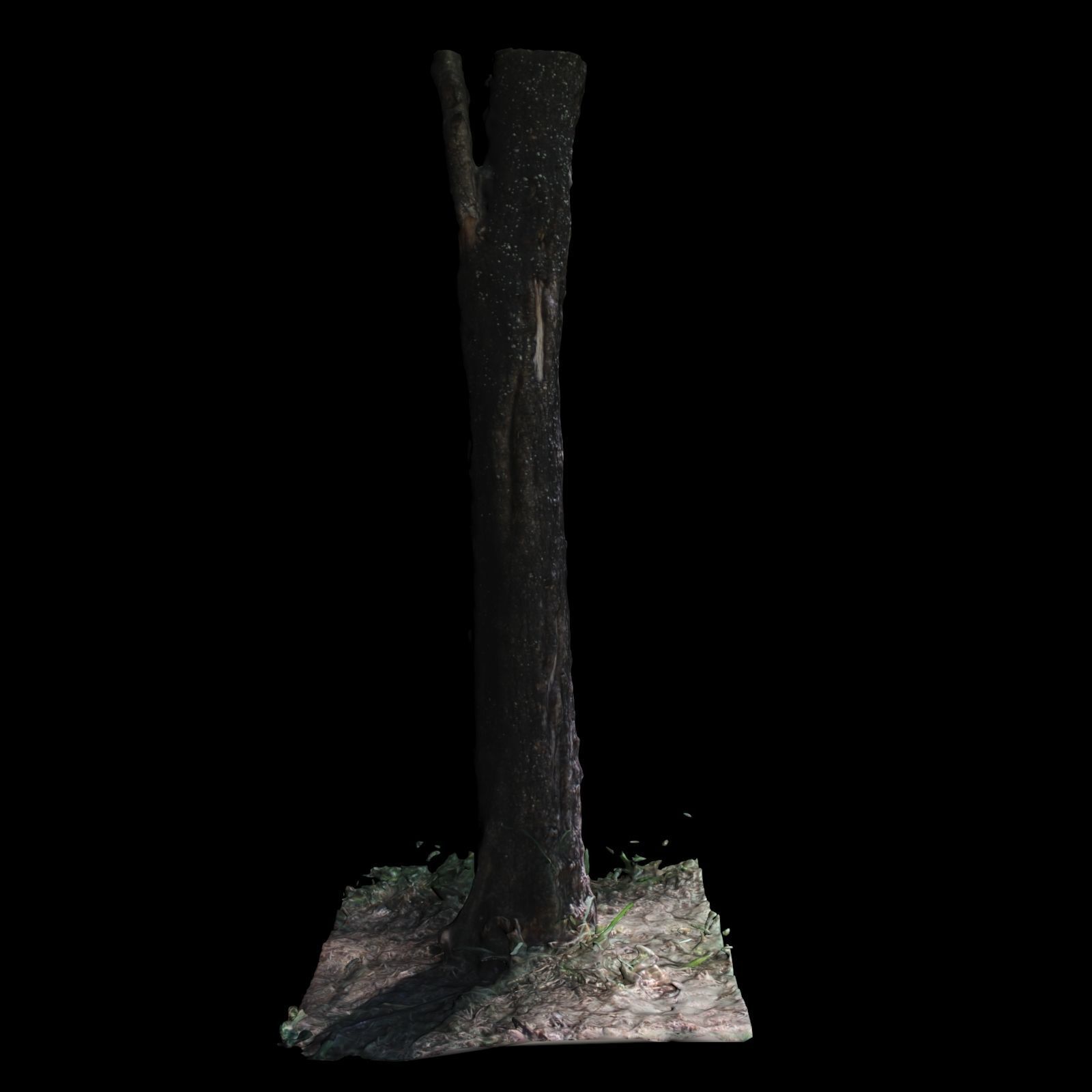 Tree 4 3D model_2