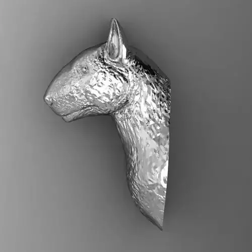  Bull terrier  head