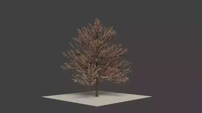 autumn tree 