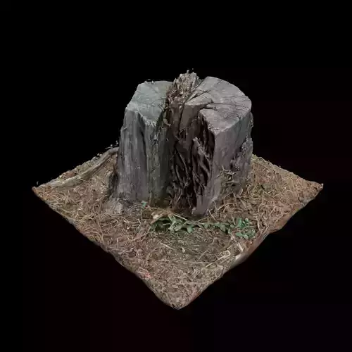 Trunk tree stump 3D model