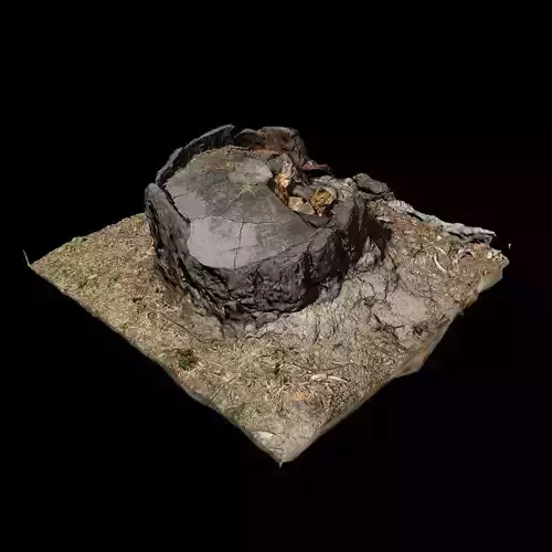 Trunk tree stump 3D model