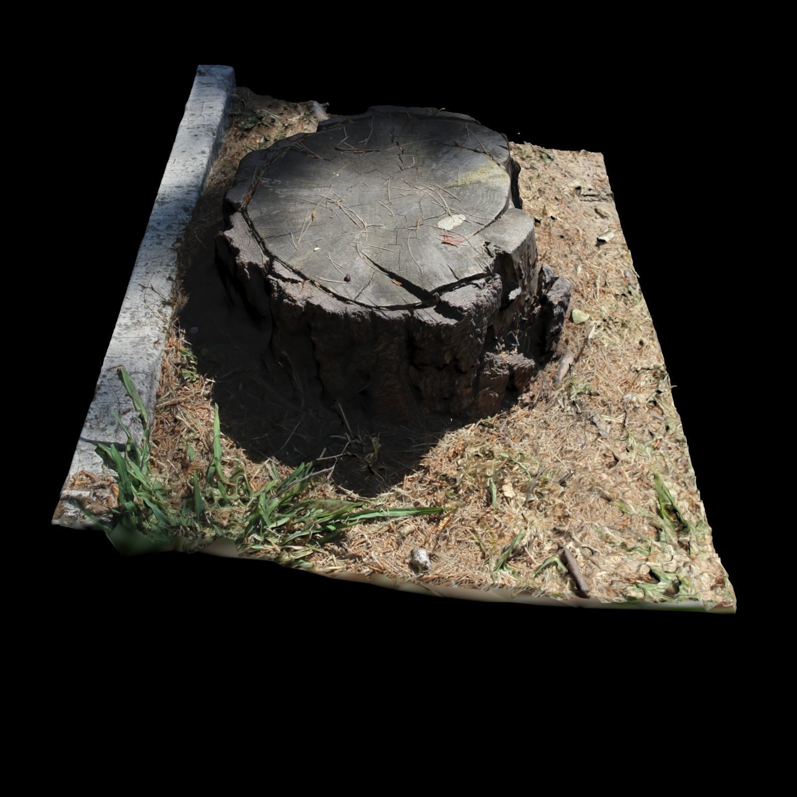 Trunk tree stump 3D model_5