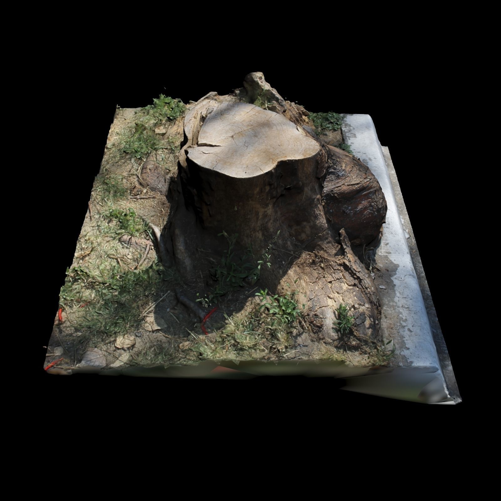 Trunk tree stump 3D model_5
