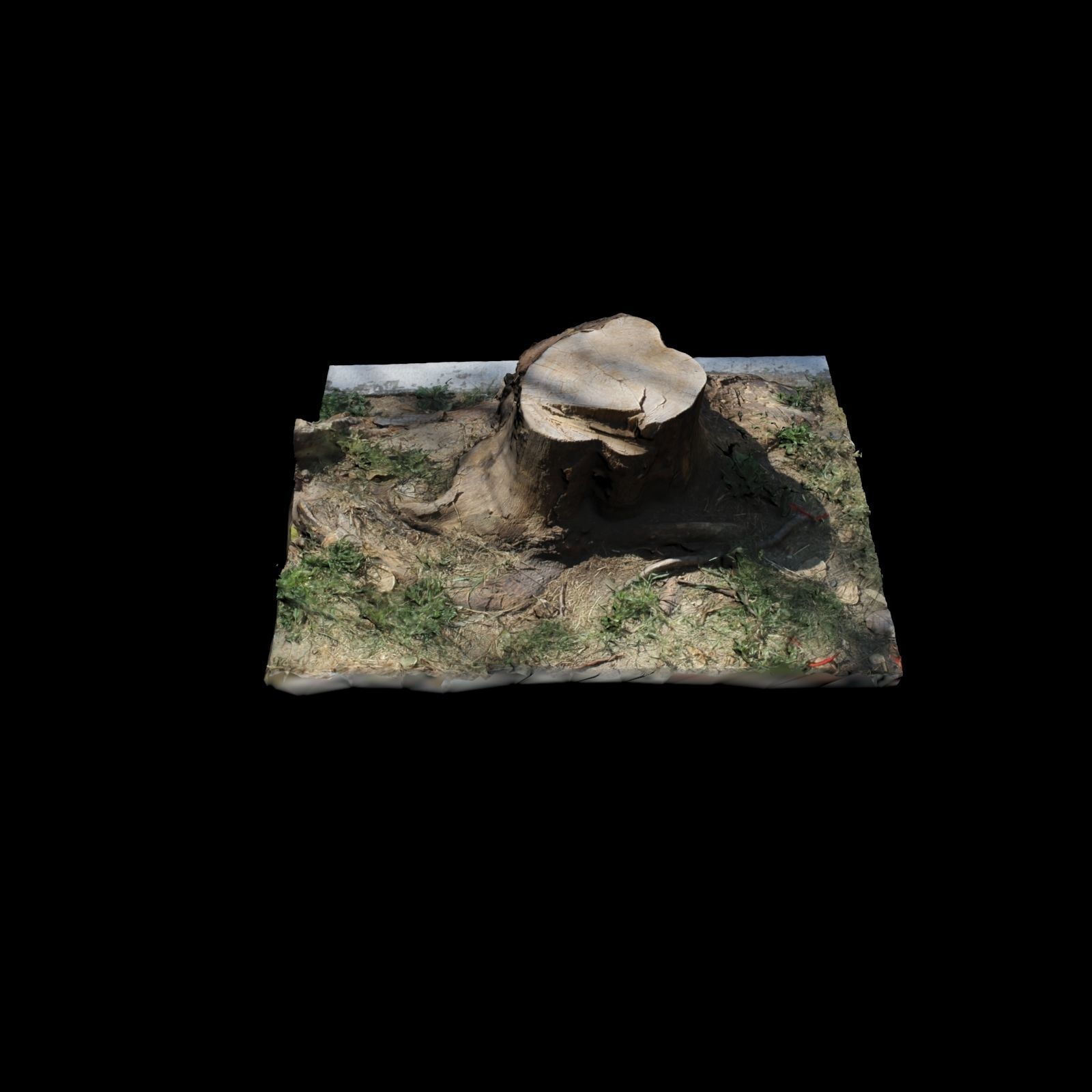 Trunk tree stump 3D model_4