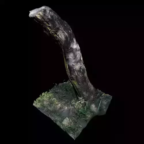 Trunk tree with grass