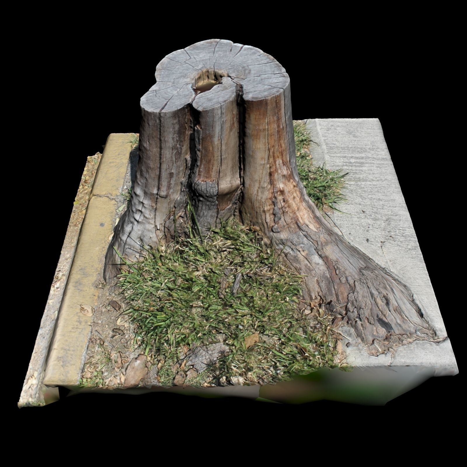 Trunk tree stump 3D model_4