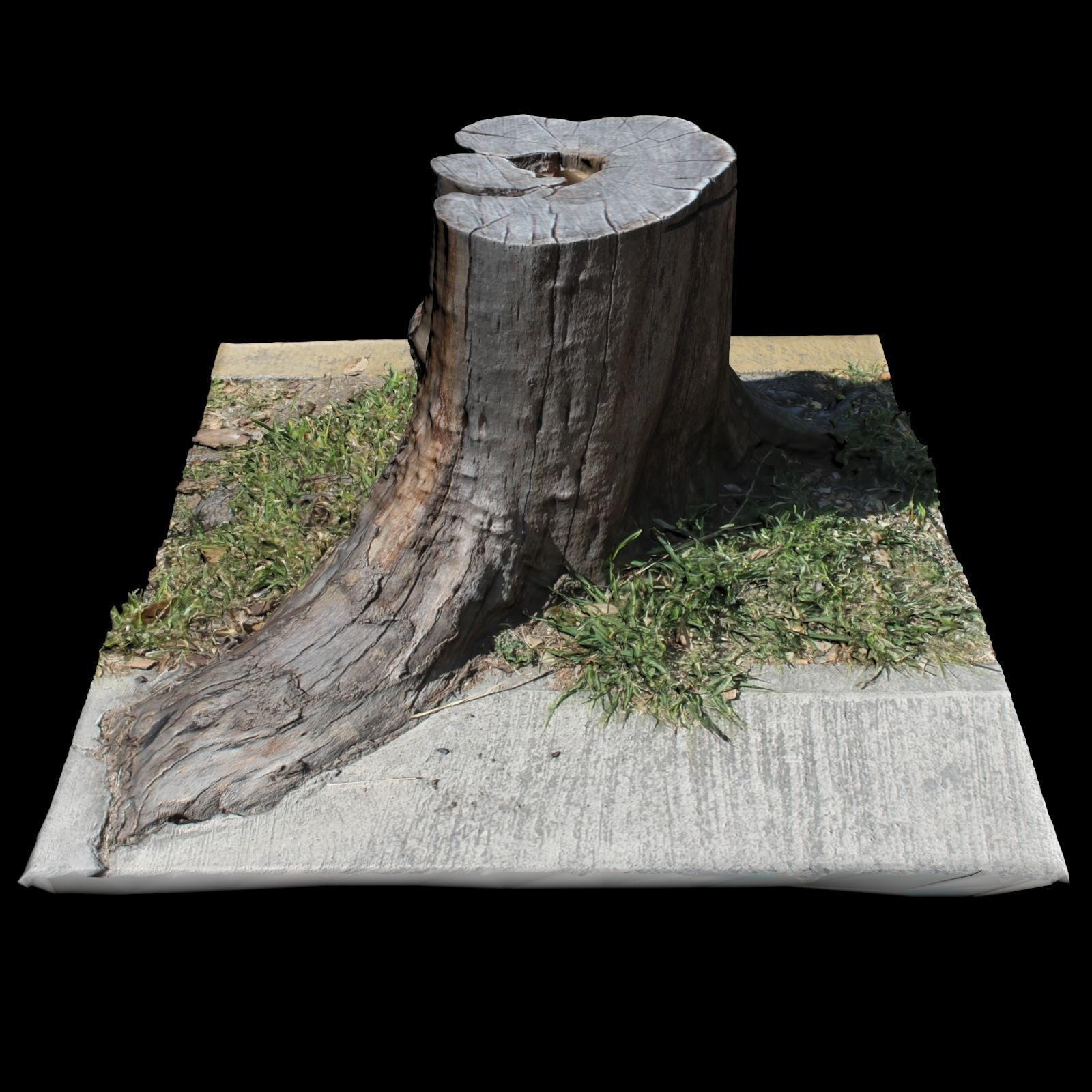 Trunk tree stump 3D model_5