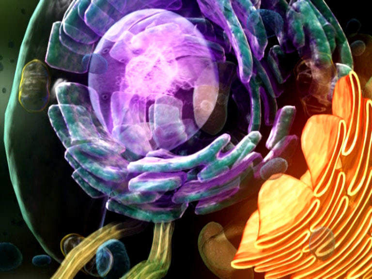 scene Cell more detail move to chromosome 3D model_2