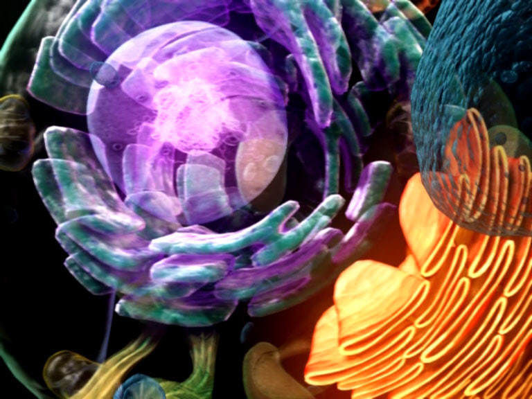 scene Cell more detail move to chromosome 3D model_1