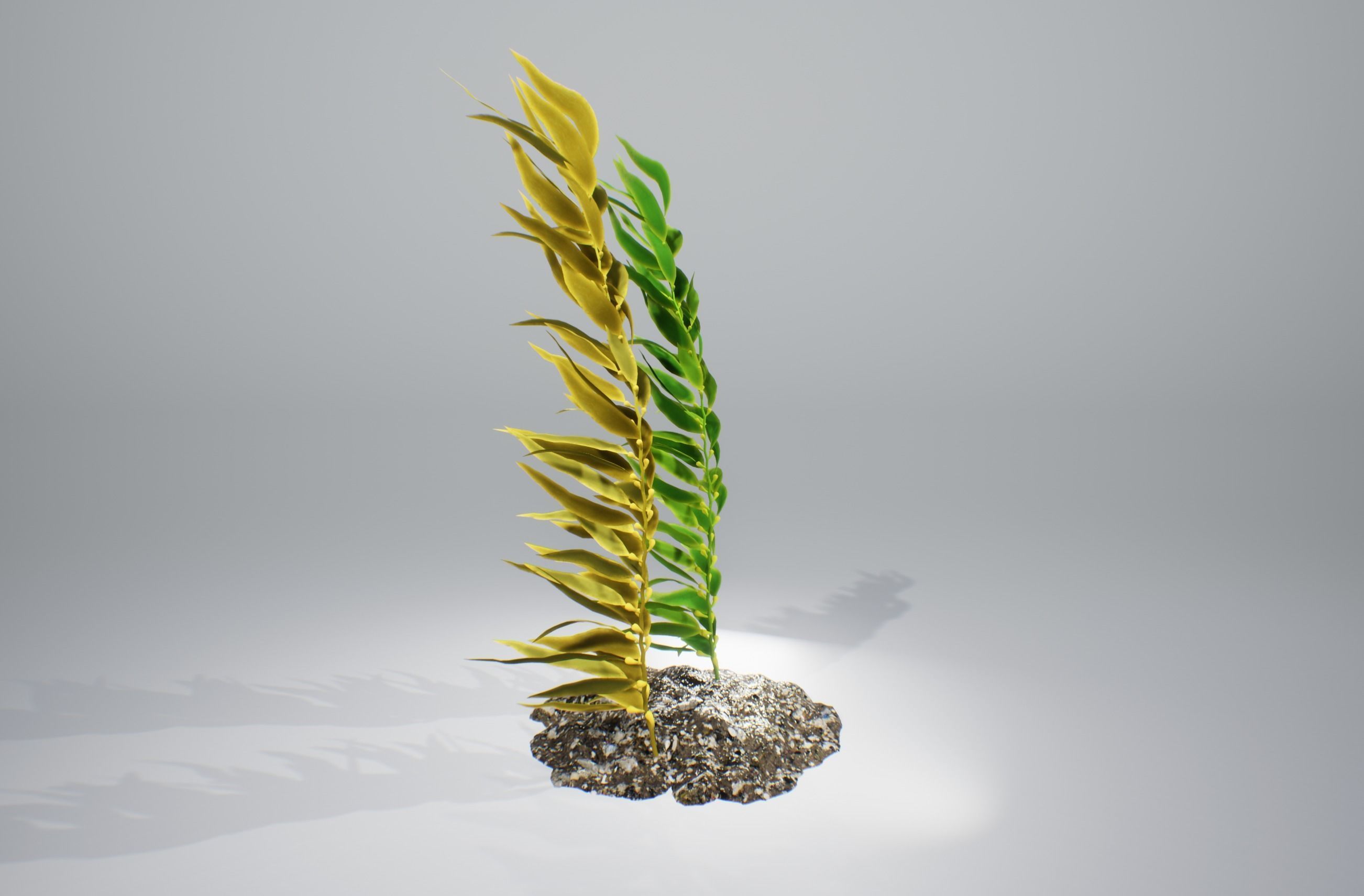 Kelp  V1 3D model_4