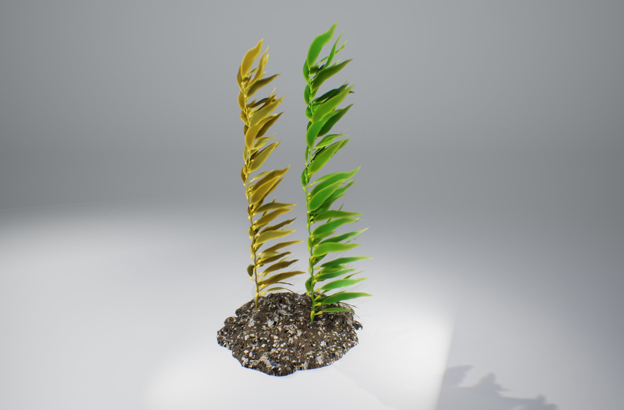 Kelp  V1 3D model_1
