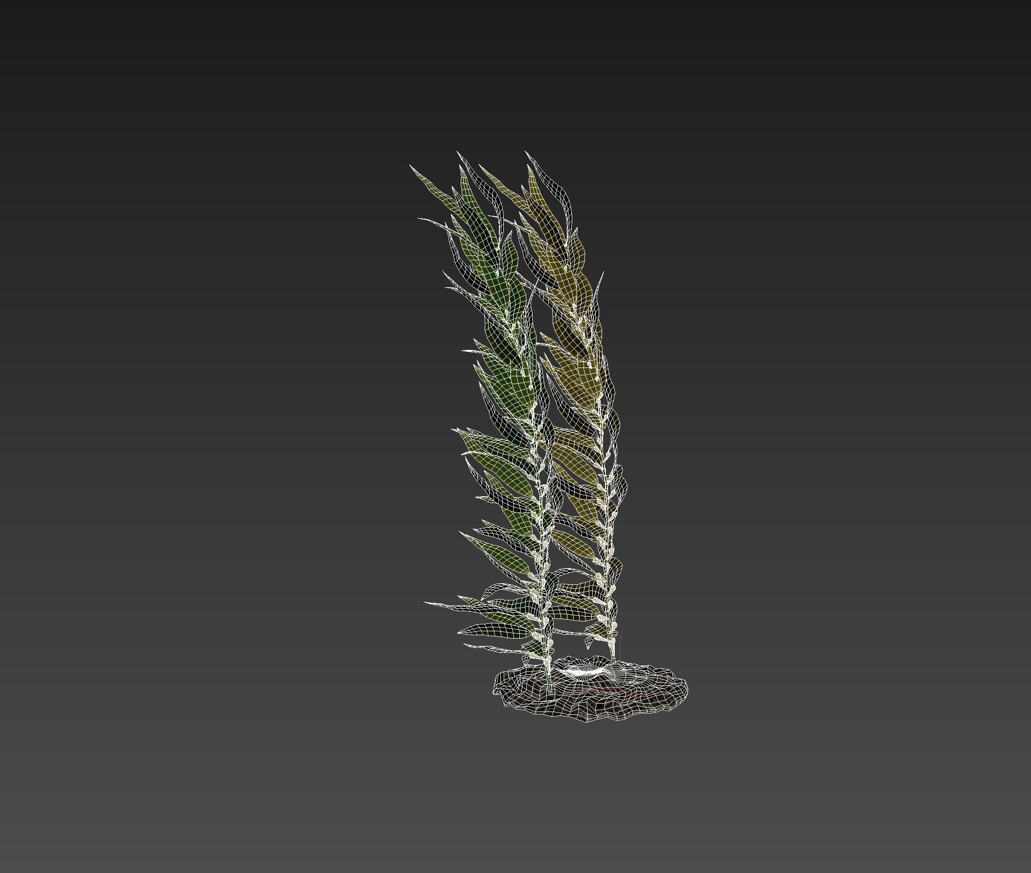 Kelp  V1 3D model_8