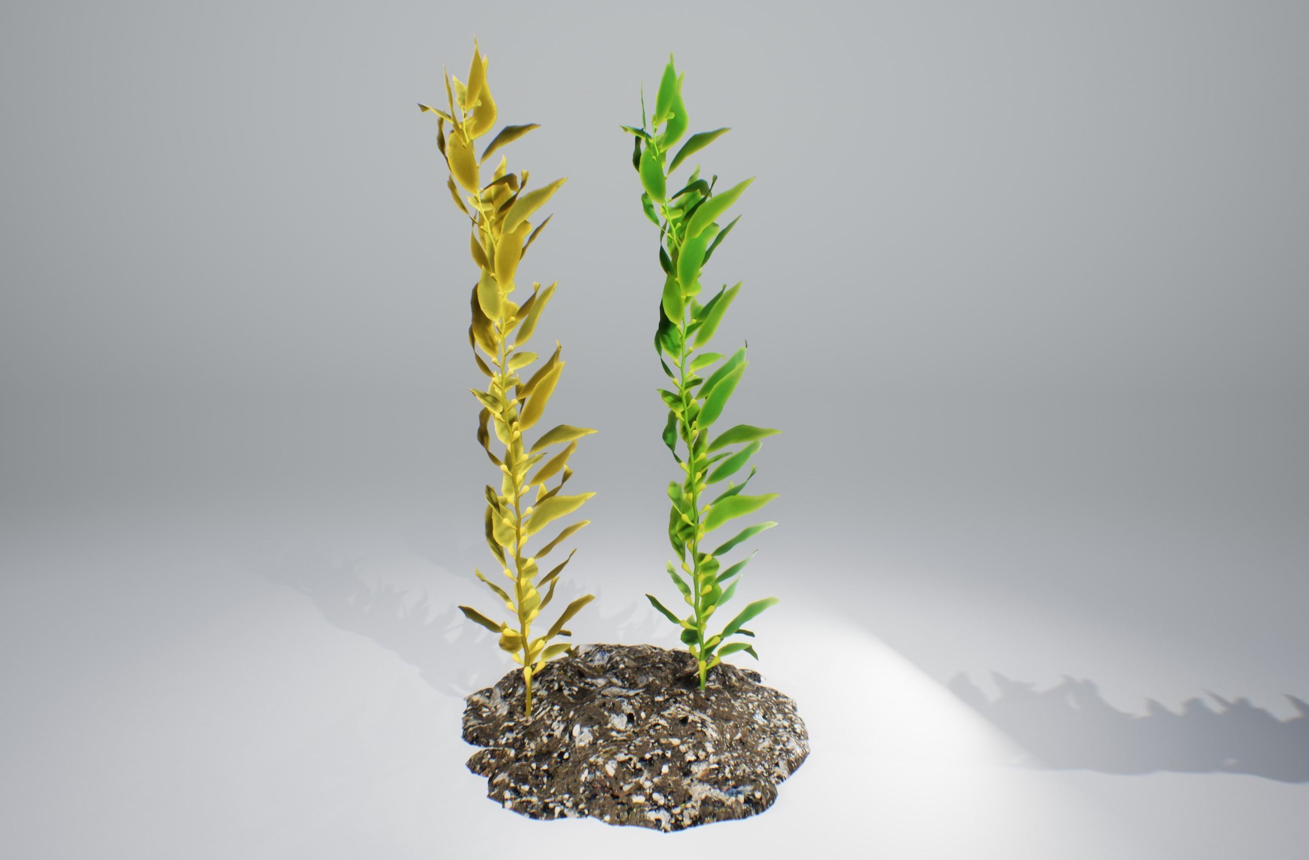 Kelp  V1 3D model_3