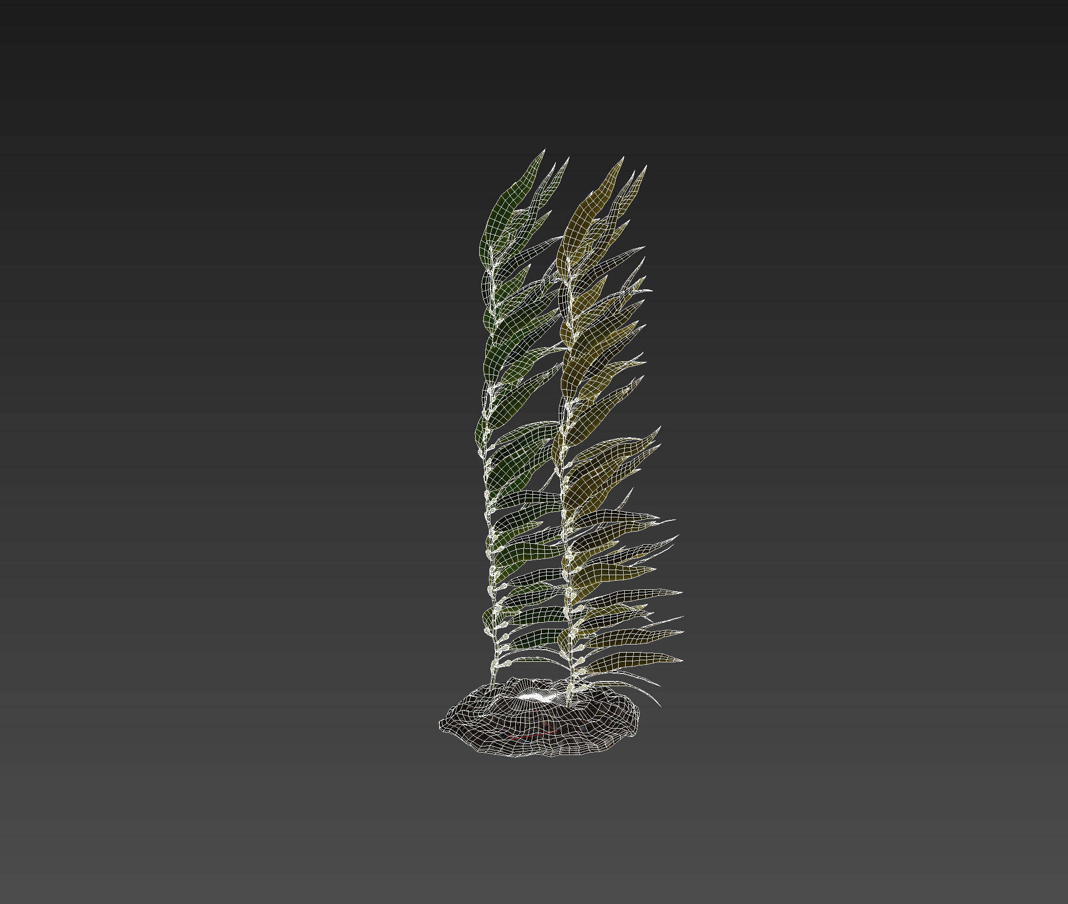 Kelp  V1 3D model_9