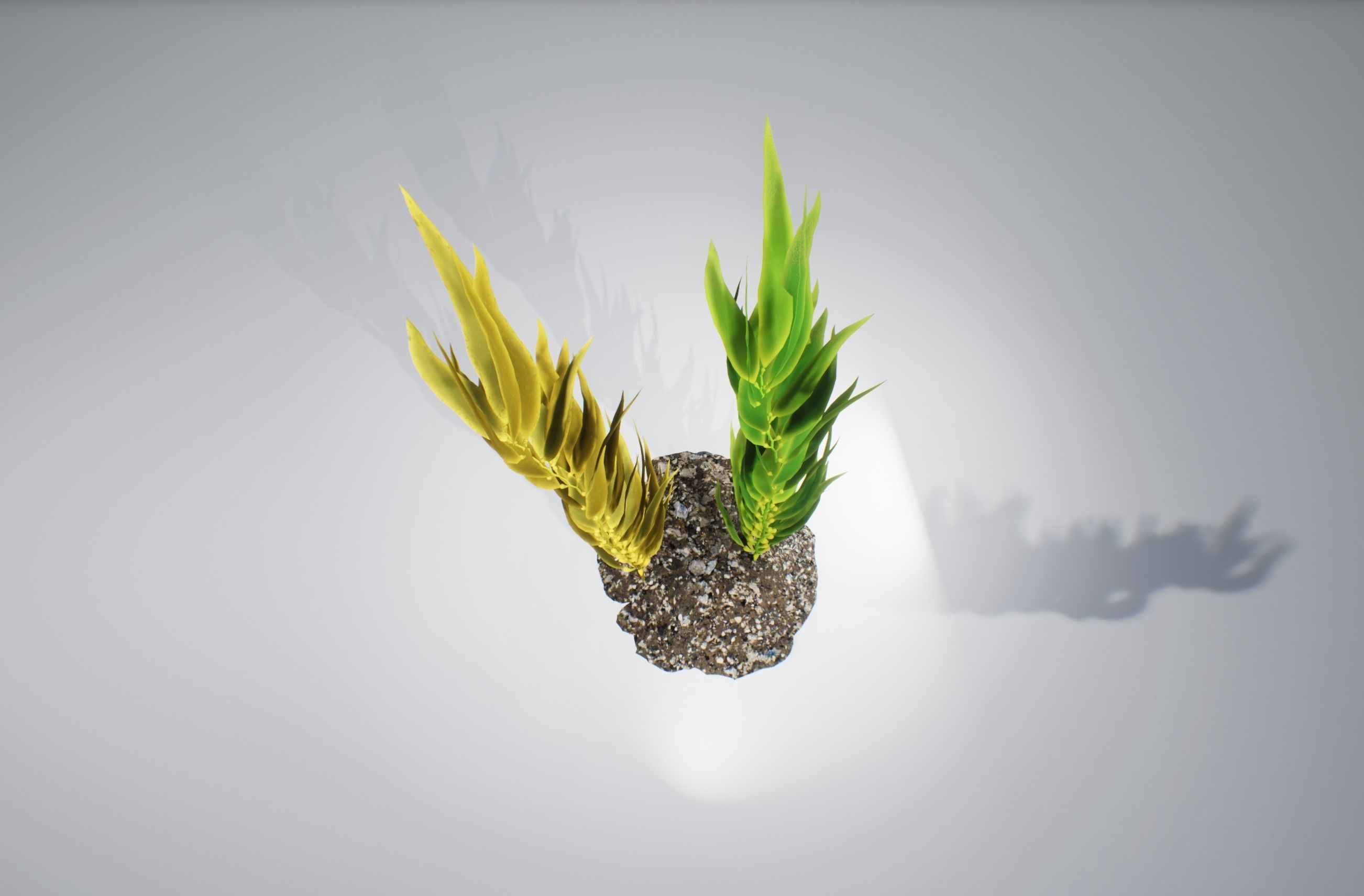 Kelp  V1 3D model_6