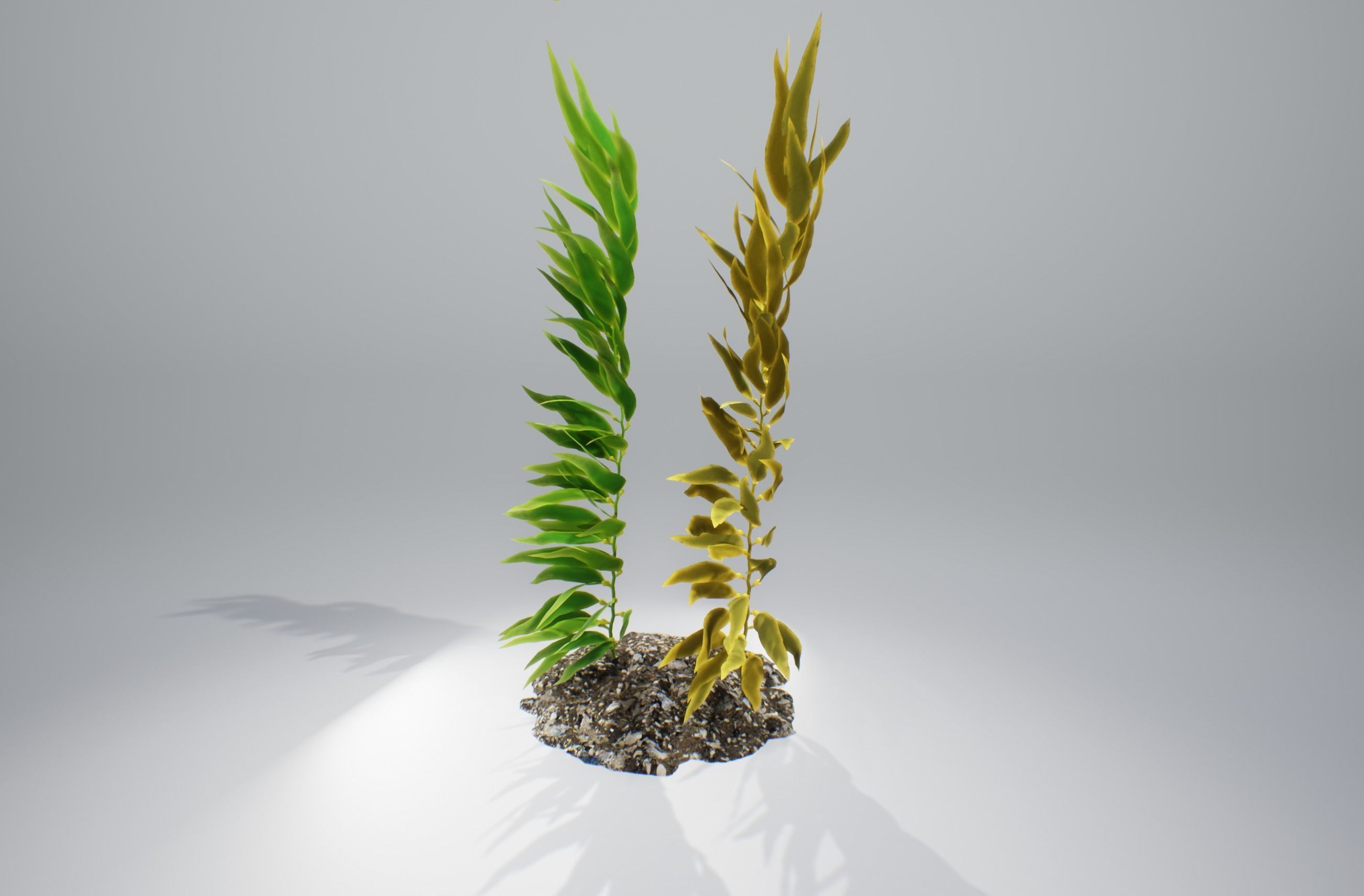 Kelp  V1 3D model_5