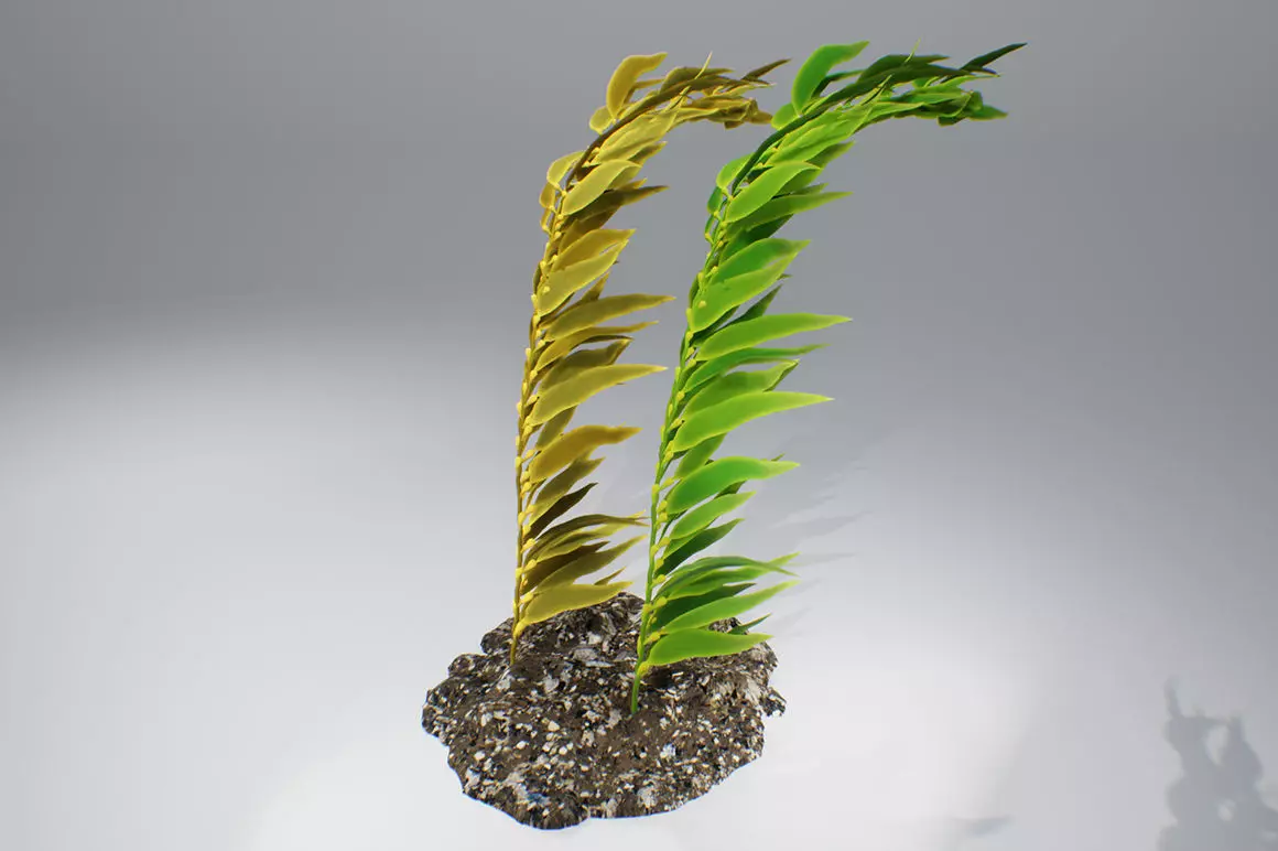 Kelp V2 3D model